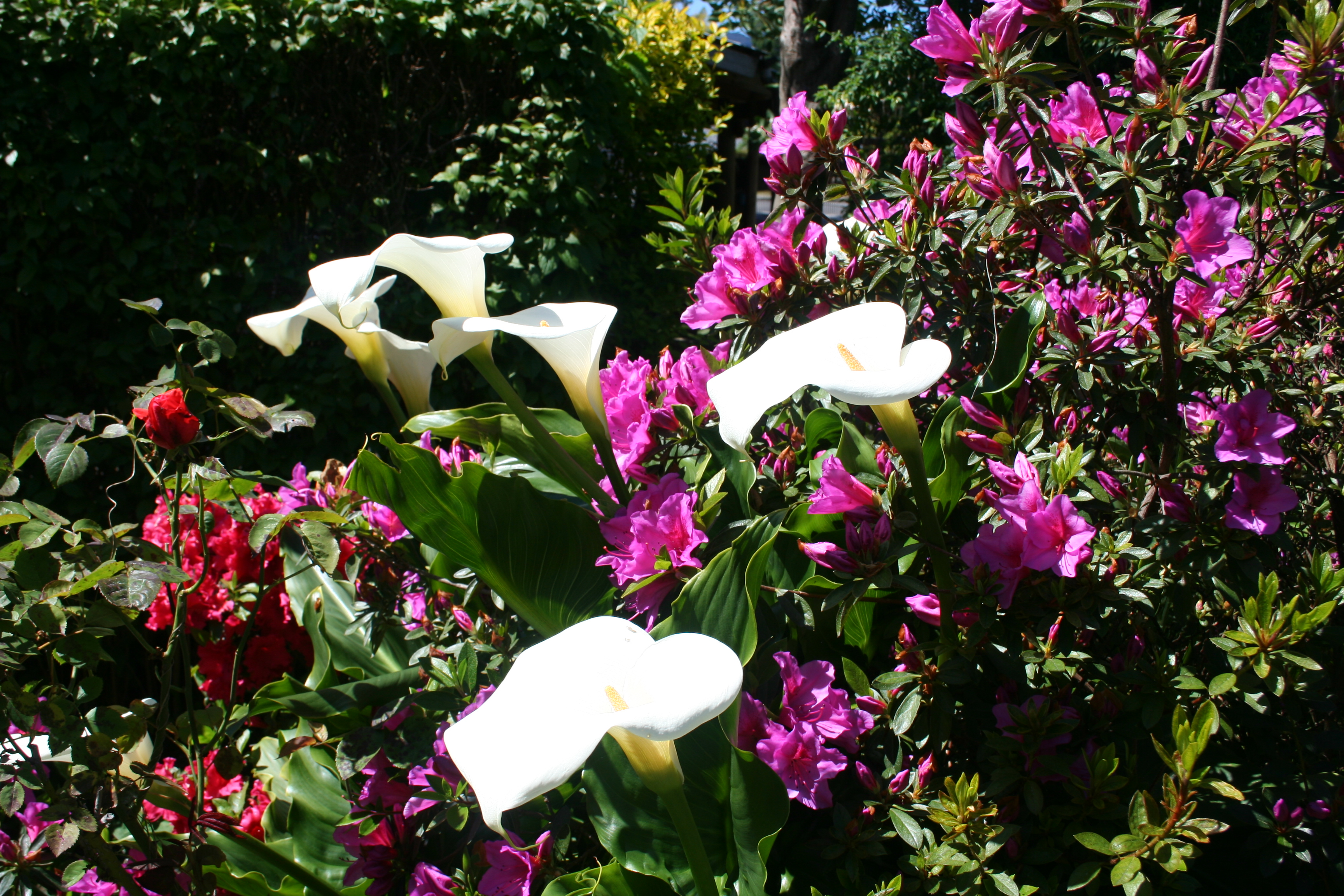 Atracción cercana: Laguna en el Santuario El Cañi