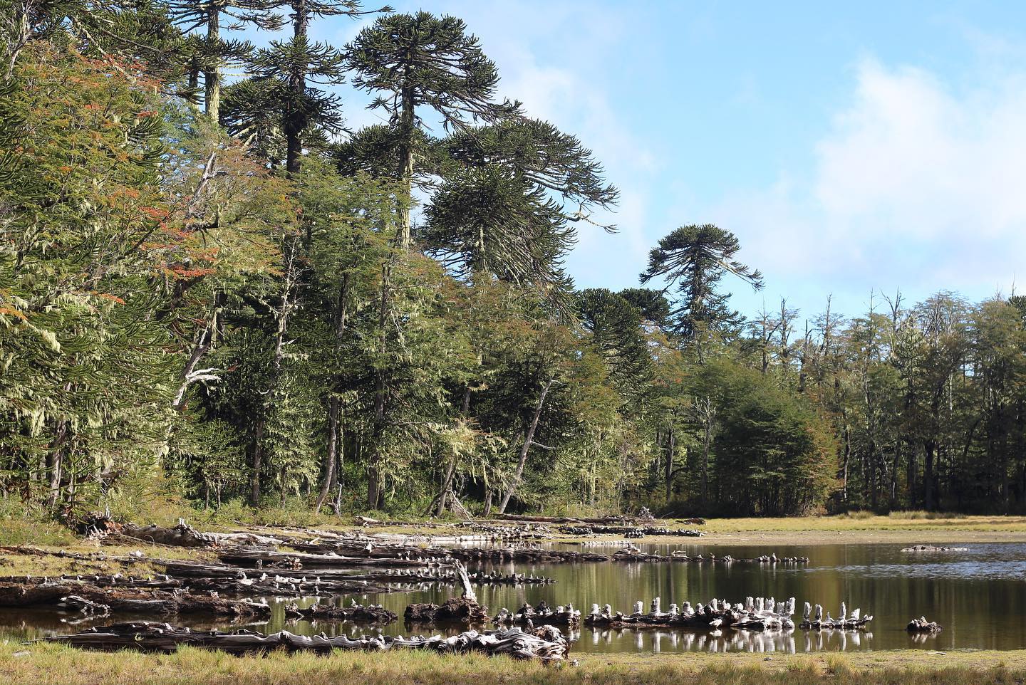 Hombre relajándose en aguas termales rústicas rodeado de exuberante naturaleza